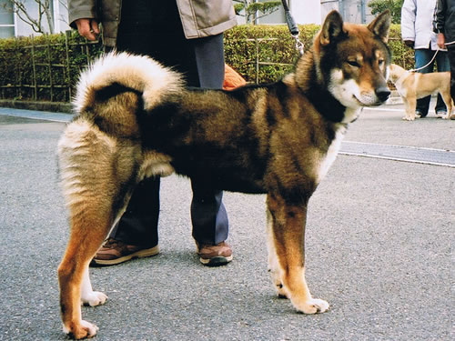 秋竜号